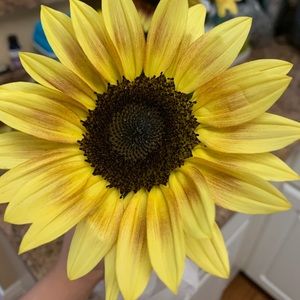 Meet your Posher, Ruby